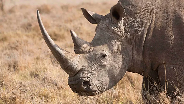 A rhinoceros walks through the wild.