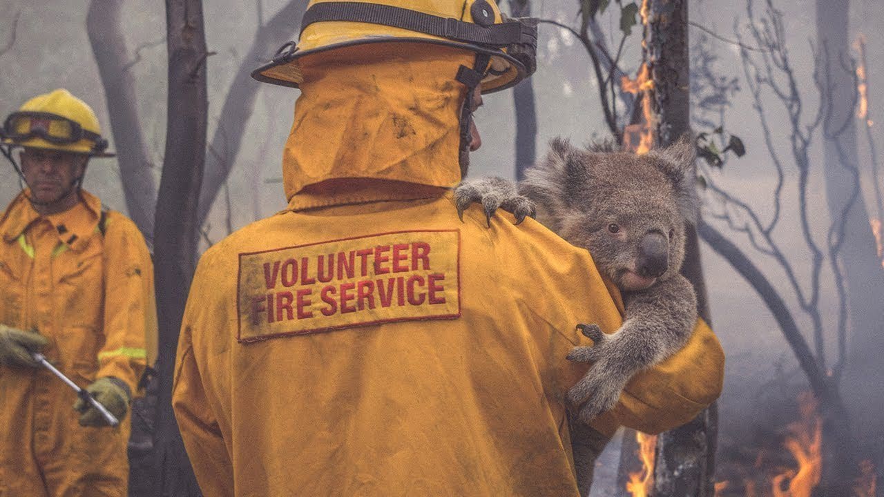 A volunteer firefighter in Australia carries a koala to safety.