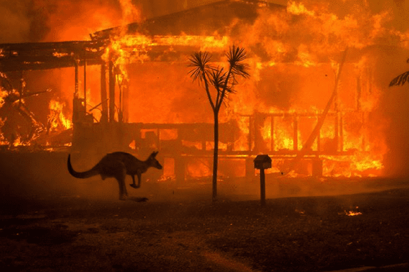 A kangaroo runs from a wildfire in Australia.