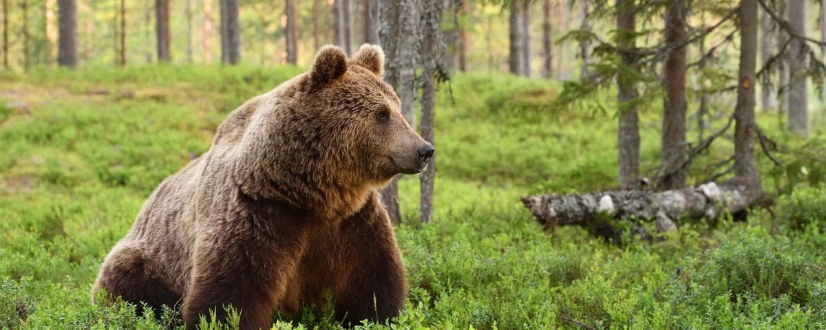 A brown bear sits in a forest staring intently into the distance