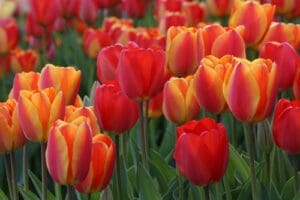 spring, easter, flowers, tulips